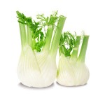 404515_Fennel20230720.jpg