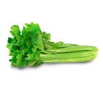 404583_Celery20230720.jpg